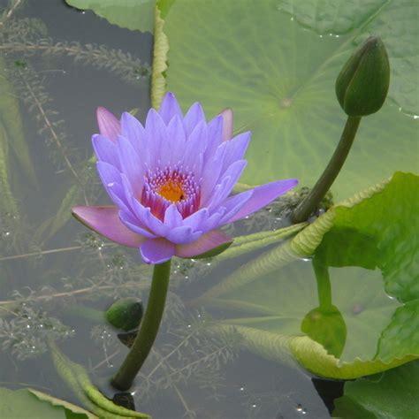 Purple Nymphaea Caerulea Asian Water Lily Pad Decorative Garden Flower