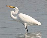 Great Egret - The Life of Animals