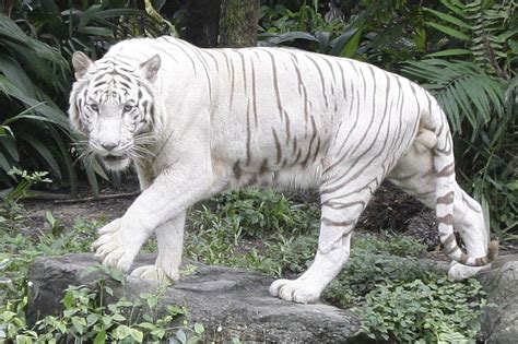 Белый тигр растерзал сотрудника зоопарка в Японии