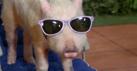 10 Things You Never Knew About Arnold The Pig The True Star Of Green Acres