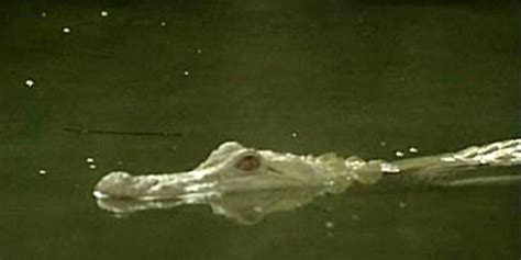 Albino Alligator Fox News Video