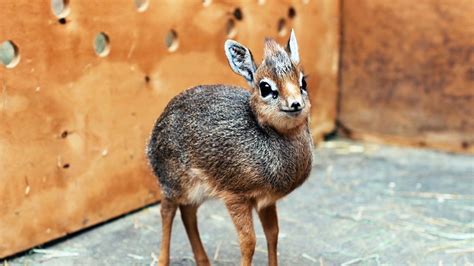 Adorable Baby Dik Dik Antelope Is Only 19cm Tall Zooborns