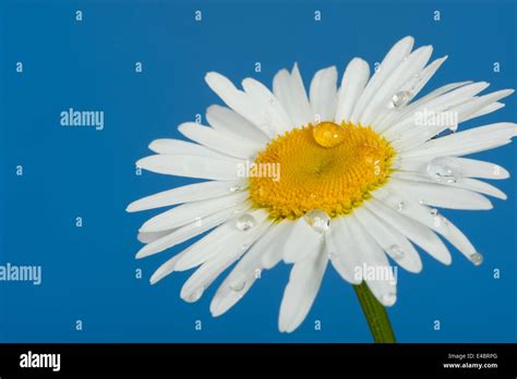 Camomile With Dew Drops Stock Photo Alamy