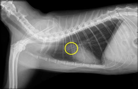 Lymphoma In Cats Mar Vista Animal Medical Center
