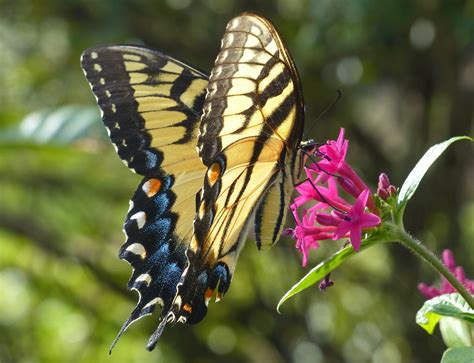 Eastern Tiger Swallowtail Papilio Glaucus Mounts Botanic Flickr