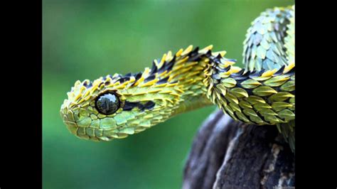 Atheris