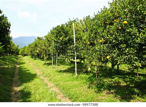 Orange Orchard Northern Thailand Stock Photo 98977388 Shutterstock