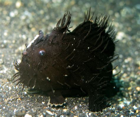 Un Poisson à Pattes Aperçu En Nouvelle Zélande