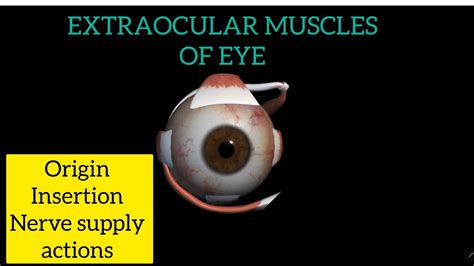 Extraocular Muscles Of Eye With Origin Insertion Nerve Supply Actions