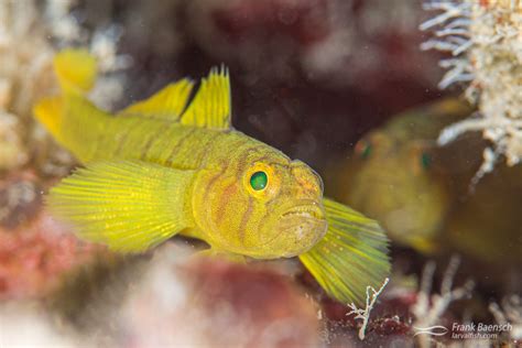 Golden Goby Culture Fish Culture Research