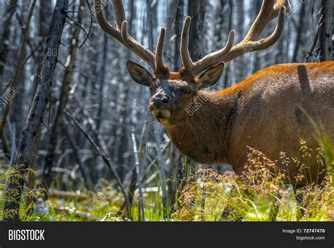 Beautiful Elk Image And Photo Free Trial Bigstock