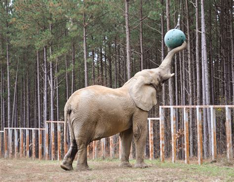 Enrichment For Elephants Elenotes The Elephant Sanctuary In Tennessee