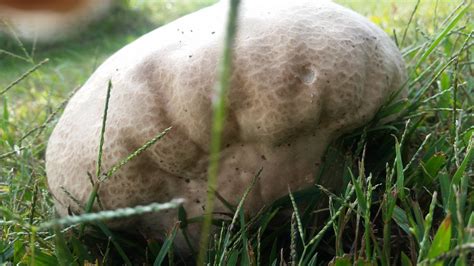 Missouri Mushroom Identity Mushroom Hunting And Identification