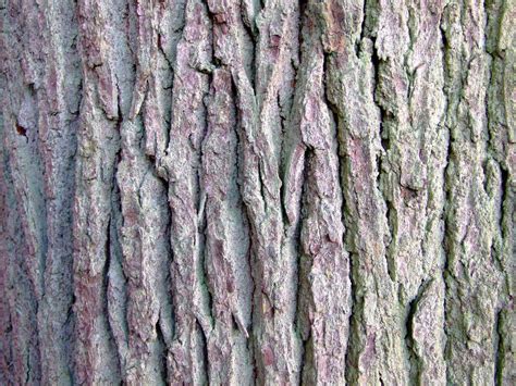 Beech Bark Free Photo Download Freeimages