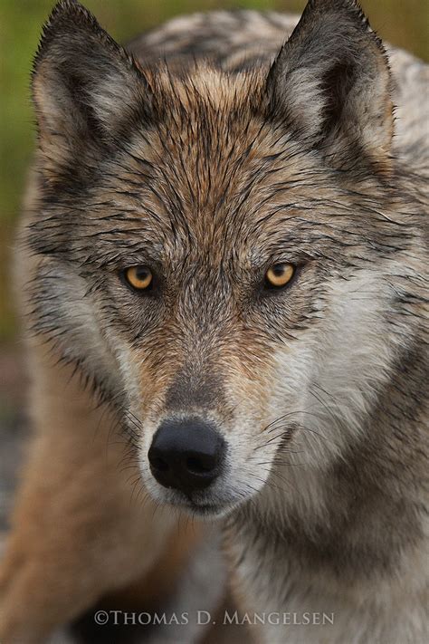 #brotherhood of the wolf #le pacte des loups #christelle droy #okay so i was doing that 'my favourite films' things to post later #and there is that scene #at first i was gonna make only one gif #but damn it i love that scene so much. Eyes of the Wolf