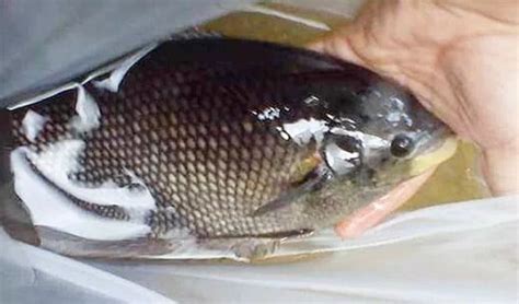 Gambar flora dan fauna beserta penjelasannya. Jenis-Jenis Gurame Beserta Gambar Dan Penjelasannya ...