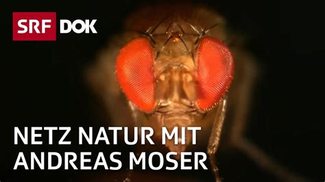 Andreas moser war über jahrzehnte redaktionsleiter und moderator von «netz natur». Invasive Arten in der Schweiz (1/2) | NETZ NATUR mit ...