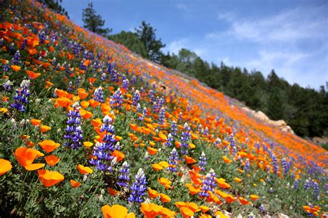 Maybe you would like to learn more about one of these? Wild Flowers Wallpapers - Wallpaper Cave