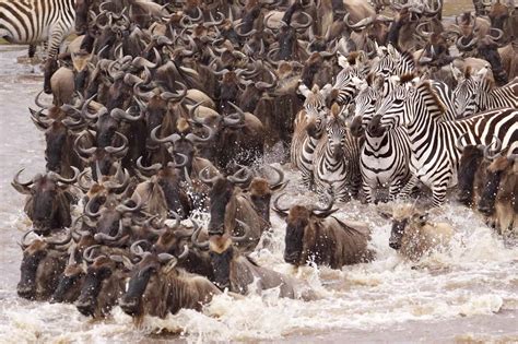 The Serengeti Wildebeest Migration Experience