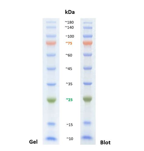 Entschuldigen Sie Mich Abschaffen Titicacasee Western Blot Marker Entfernung Hingeben Pint