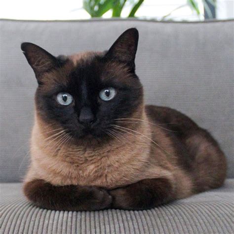 Chocolate Brown Siamese Cat On Instagram Im In Shape Round Is A