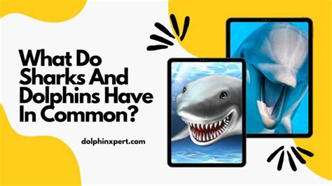 What Do Sharks And Dolphins Have In Common Dolphinxpert