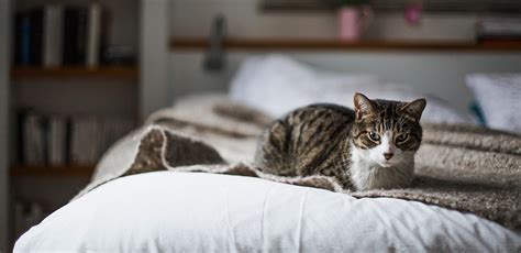 Most domestic cats should weigh about 10 pounds, though that can vary by breed and frame. Tabby Cat: A Guide to the Cat Breed with a Characteristic Coat