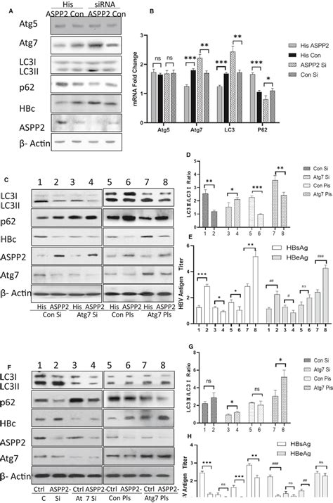 Hepg2215 Cells Were Transfected With His‐control Plasmid His‐aspp2