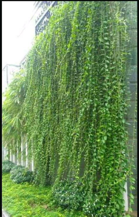 Jual Tanaman Bunga Merambat : Jual Bibit Tanaman Hias Bunga Alamanda