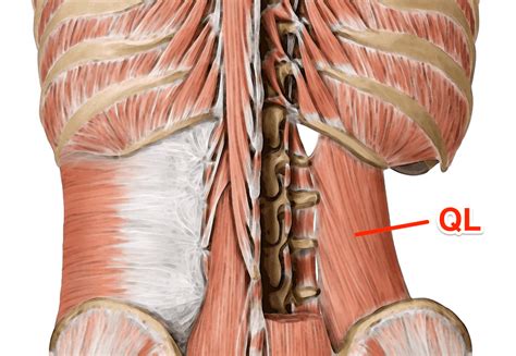 Lower Back Muscle Diagram Labelled Diagram Of The Muscles In The