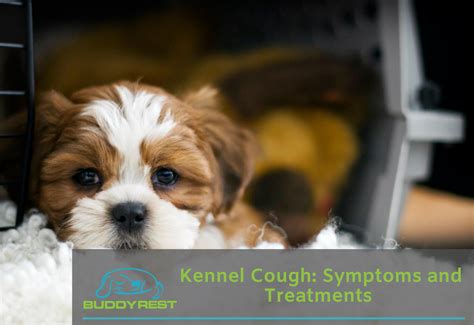 Kennel Cough Symptoms And Treatments By A Veterinarian