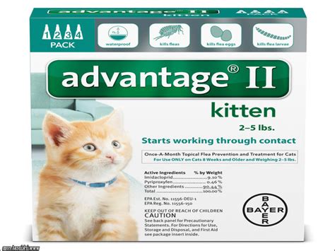 The Dos And Donts Of Flea Medicine For Kittens