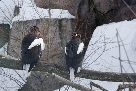 Two Beautiful White Tailed Eagles Are Sitting On A Branch Of A Tree