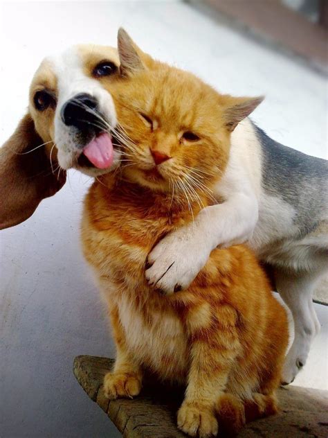 Dog And Cat Love Pictures Photos And Images For Facebook Tumblr Pinterest And Twitter