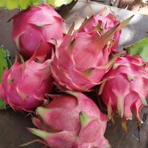 How To Grow And Care For A Dragon Fruit 2021 Mindfulness Memories