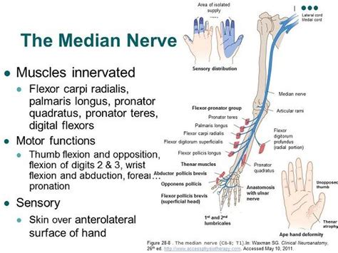 Accessphysiotherapy Brachial Plexus And Peripheral Nerves Median