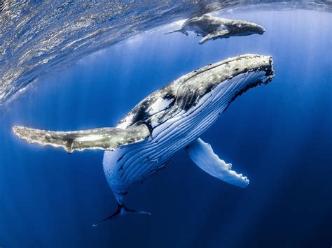 Off The Coast Of New Zealand Humpback Whales Sing Karaoke Democratic