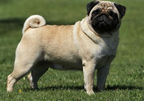 What Do Fawn Pugs Look Like