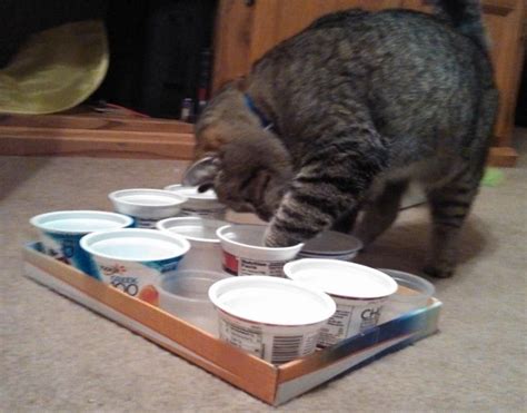 Food puzzles were found to have a number of physical and emotional benefits, as they allow cats to tap into their natural predatory instincts. DIY cat food puzzle with yogurt cups. Demonstrated by my ...