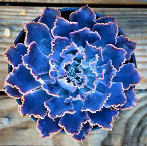 Pin By Eileen Kramer On Succulents Planting Succulents