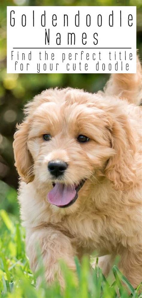 Goldendoodle Namen Beste Goldendoodle Hund Namen für süße Welpen