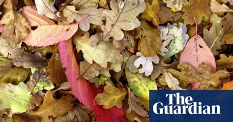 Poem Of The Week Autumn Rain By Dh Lawrence Poetry The Guardian
