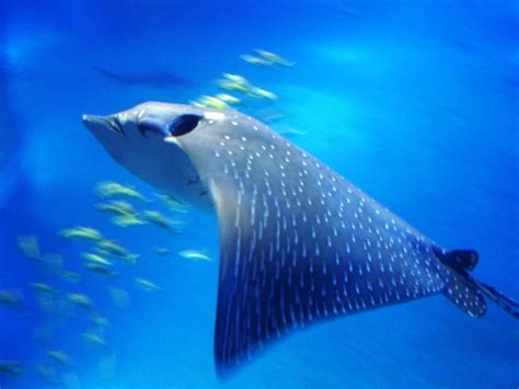 Spotted Manta Ray