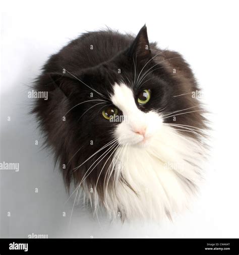 Norwegian Forest Cat Black And White Adult Indivual