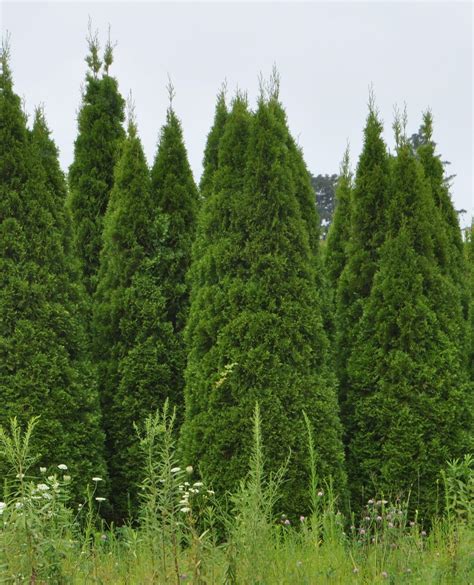 Emerald green arborvitae are the most popular instant privacy trees; thuja green giant | Thuja occidentalis, Thuja emerald ...