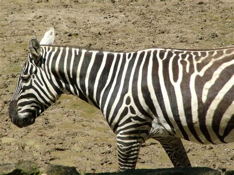 Horse Like Animals Maneless Zebra