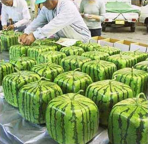 Growing Square Watermelons Square Watermelon How To Grow Watermelon
