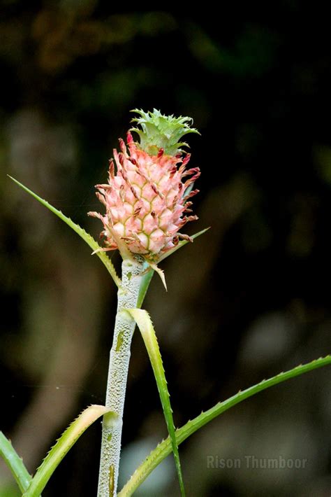 Kerala Flora Ornamental Dwarf Pineapple Bromeliad
