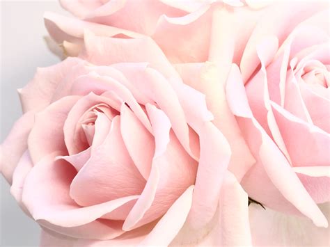 Delicate Blossoming Pale Pink Roses On White Background · Free Stock Photo