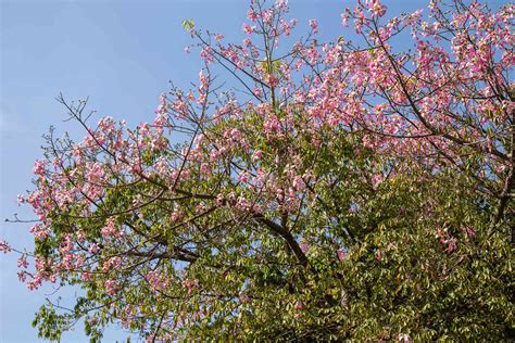 how to grow and care for silk floss trees